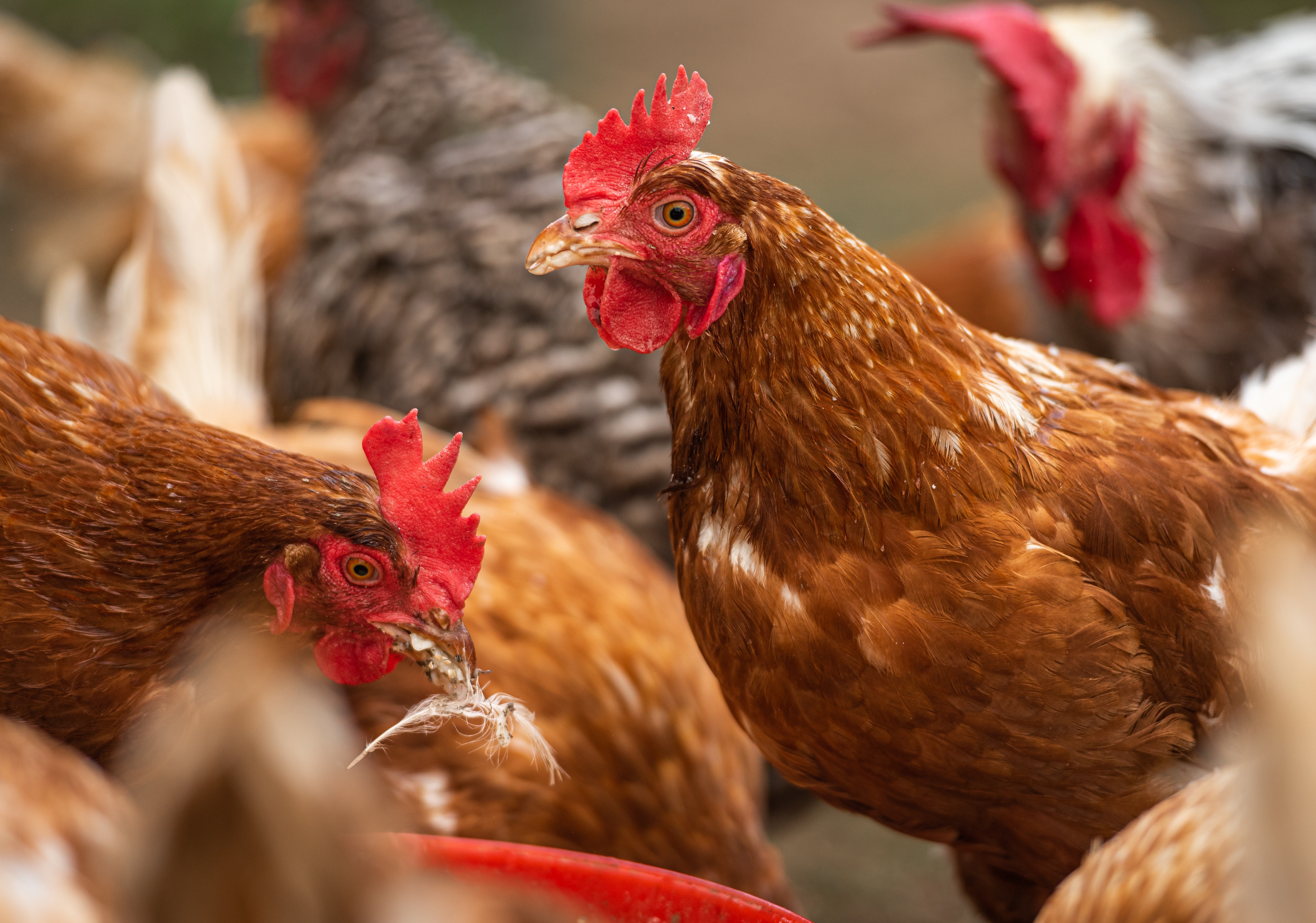 Vogelgriep vastgesteld in Biddinghuizen: deel van gemeente Nunspeet in beperkingszone